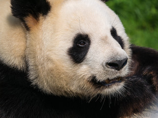 Fototapeta na wymiar Panda Géant