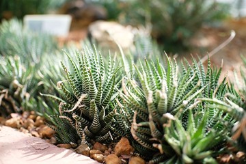 Beautiful succulents and cactus plant in garden.