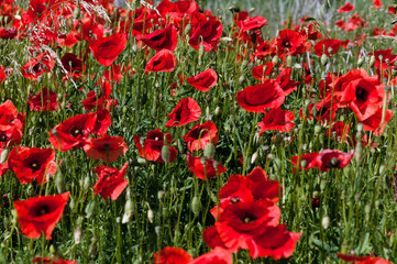 Red poppy in the field