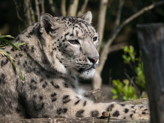 Panthère des neiges