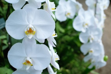 Naklejka na ściany i meble Orchid flower in garden.