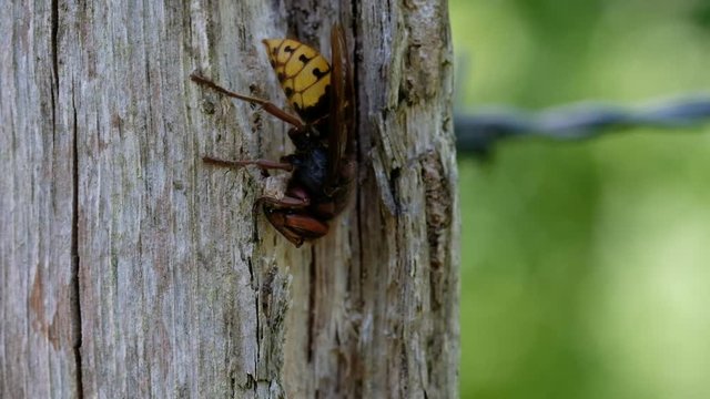 Hornisse an einem Holzpfosten beim Holzfasern abnagen - zum Nestbau - Makroaufnahme