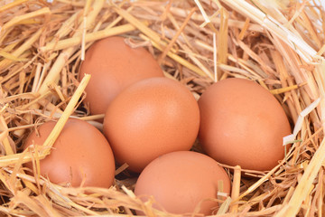 Fresh eggs