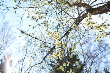 Spring. Flowering pussy willow branch on natural blurred background.