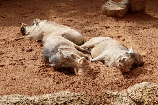 ruhende Jabali Wildschweine
