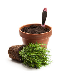 Rosemary  plant in black pot isolated on white background. Ready for planting.