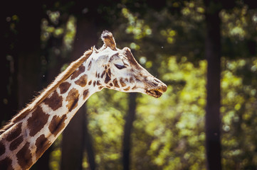 Girafe