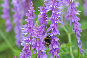 Bumble Bee on wild flower in springtime, Collecting nectar and polination concept