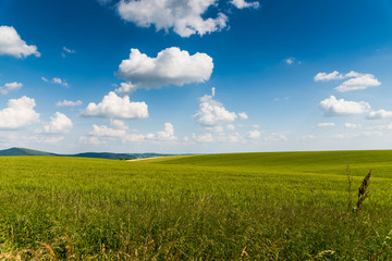 Obraz premium green field