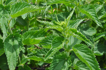 Common nettle (Urtica dioica) in spring. Wild nettle
