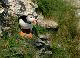 Puffins are any of three small species of alcids in the bird genus Fratercula with a brightly coloured beak during the breeding season. These are pelagic seabirds that feed primarily by diving.