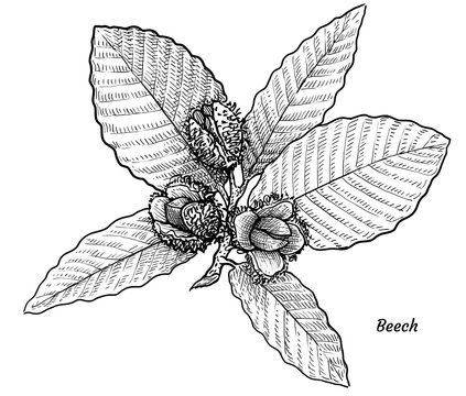 Beech with leaves and fruits illustration, drawing, engraving, ink, line art, vector

