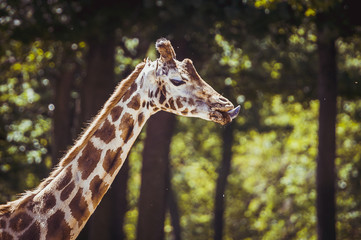 Girafe
