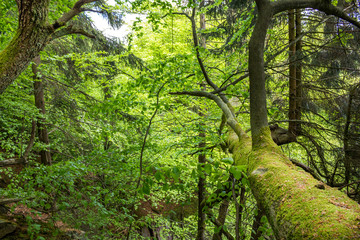 Fototapeta premium Neature
