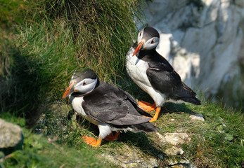 Puffins are any of three small species of alcids in the bird genus Fratercula with a brightly coloured beak during the breeding season. These are pelagic seabirds that feed primarily by diving.
