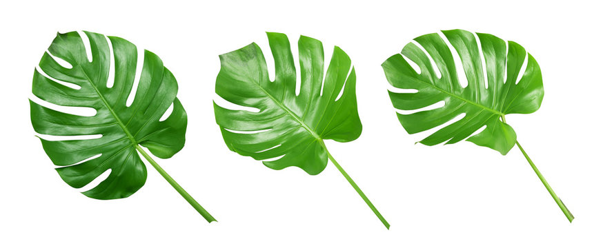 Fototapeta Tropical green leaves on white background