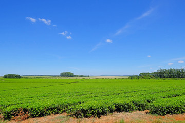 Fototapeta na wymiar Beautiful green Mate tea plantation field in province Misiones Argentina, South America