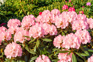 Pink rhododendron flowers on a sunny day.