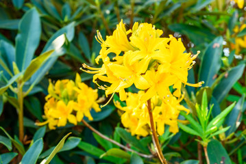 Yellow azalea flowers on a sunny day.