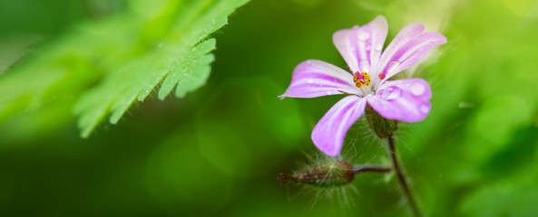 Small wild pink flower.