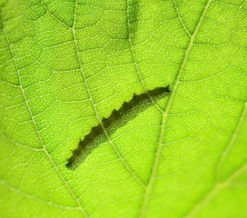 shadow ,silhouette of a caterpillar on a green leaf