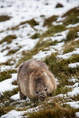 Obraz premium Wombat foraging in the snow at Cradle Mountain, Tasmania