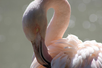 Fototapeta premium Close up of a Flamingo grooming
