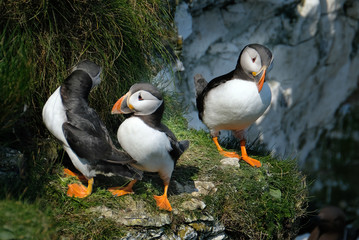 Fototapeta na wymiar Puffins are any of three small species of alcids in the bird genus Fratercula with a brightly coloured beak during the breeding season. These are pelagic seabirds that feed primarily by diving.