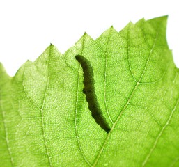 shadow ,silhouette of a caterpillar on a green leaf