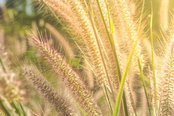 Foxtail grass flower in the field with sunlight shines