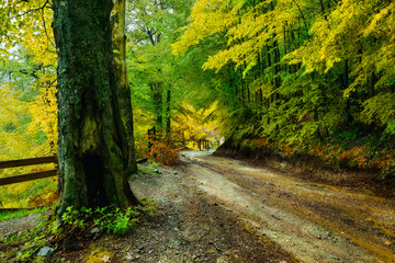 Rainy day in a beautiful autumn forest.