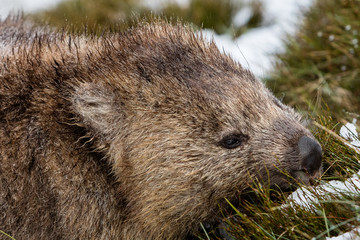 Obraz premium Wombat foraging in the snow at Cradle Mountain, Tasmania