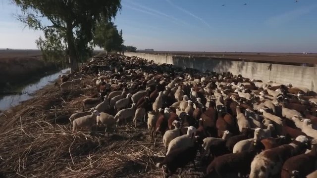 Campo Ovejas