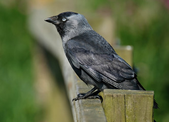 Jackdaw. The western jackdaw, also known as the Eurasian jackdaw, European jackdaw, or simply jackdaw, is a passerine bird in the crow family.