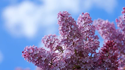 Wall murals Lilac Branch of blossoming lilac isolated on blue sky.