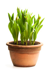 Baby  green tulips in the pot isolated on white