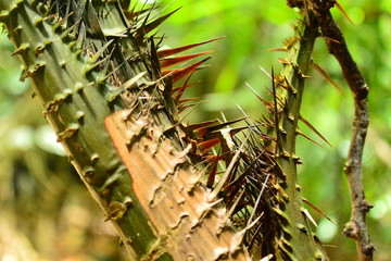 natural plants with great spikes in the mountain
