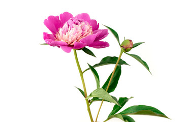 Peony Flower Isolated on White Background