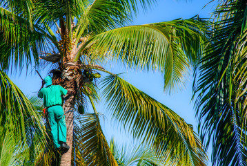 Professional climber on a palm tree