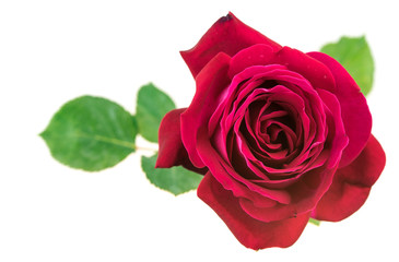Fototapeta premium Red rose on white background top view