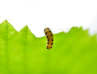 image of a yellow black caterpillar on a green leaf