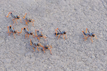 Black, orange red grasshopper, Gran Chaco, Paraguay South America