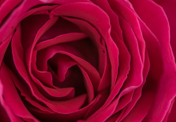 Obraz na płótnie Canvas Rose Petals Closeup