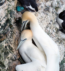Gannets are seabirds comprising the genus Morus, in the family Sulidae, closely related to boobies. 