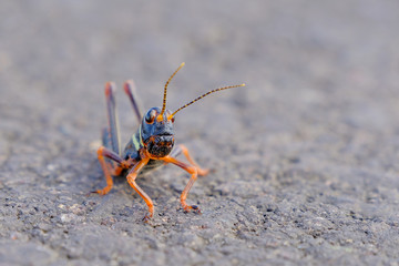 Black, orange red grasshopper, Gran Chaco, Paraguay South America