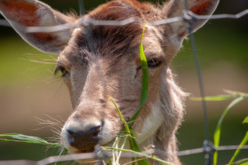 Damwild beim Fressen