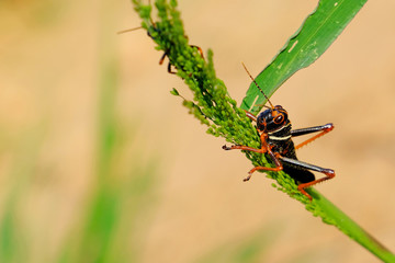 Black, orange red grasshopper, Gran Chaco, Paraguay South America