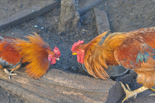 Two cocks fight. Roosters fighting in backyard