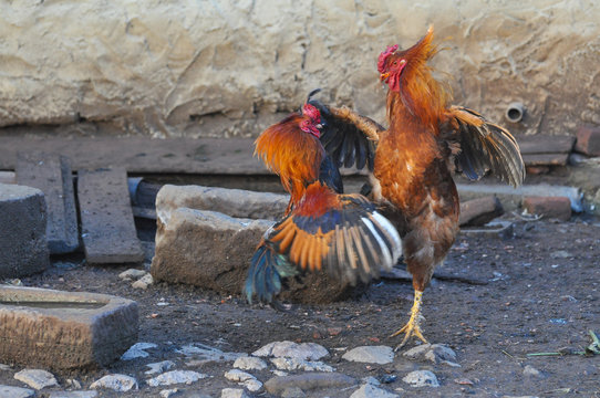 Two cocks fight. Roosters fighting in backyard