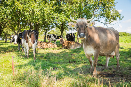 Rinder Kühe auf Weide im Sommer 